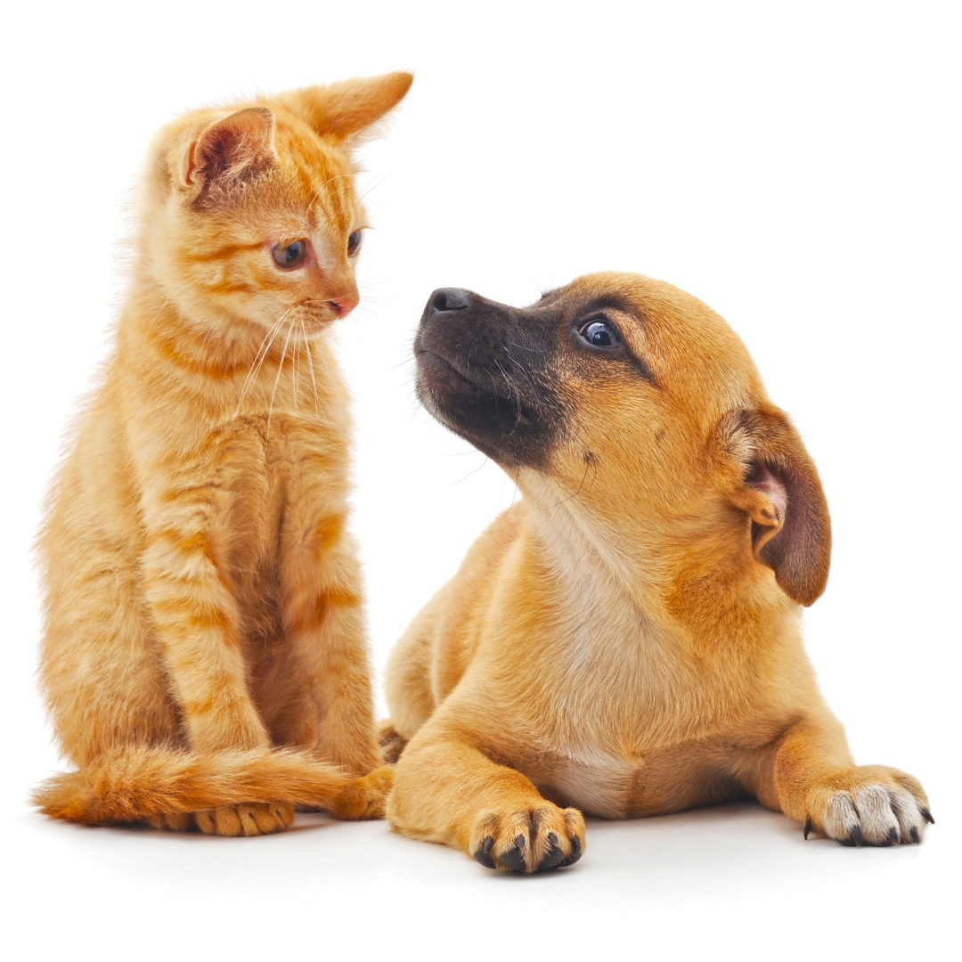 Pet care