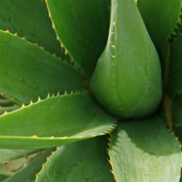 Aloe Vera Juice and Pulp 99.5% - 1L